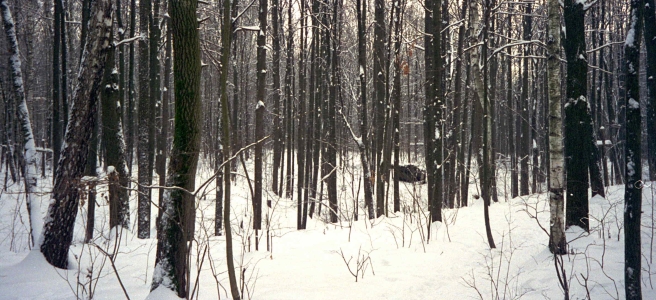 кресты
